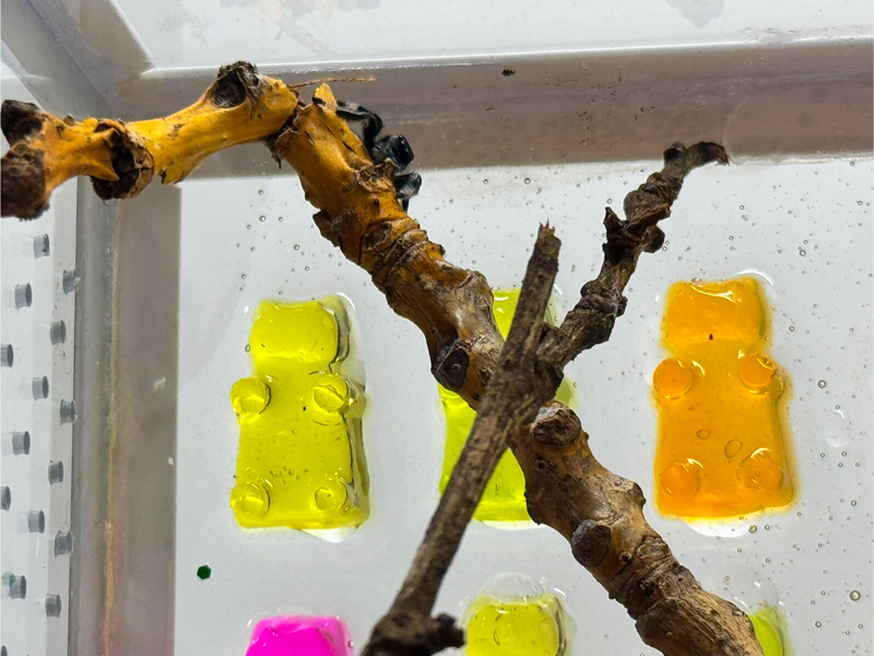 Acrylglasterrarium für Springspinnen mit bunten Gummibären