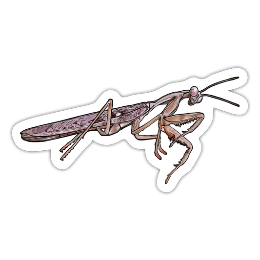 Sticker Rhombodera kirbyi male - Mattweiß