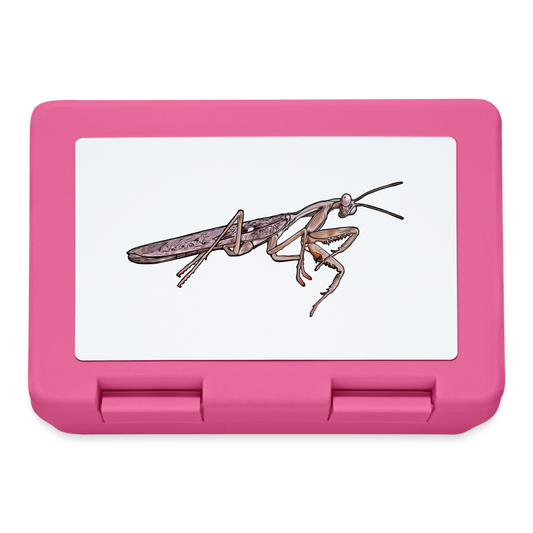 Lunchbox Rhombodera kirbyi male - Pink