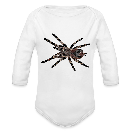 Baby Body lang Acanthoscurria geniculata - weiß