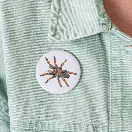 Buttons groß 56 mm (5er Pack) Brachypelma emilia - weiß