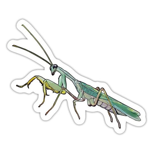 Sticker Sphodromantis lineola male - Mattweiß