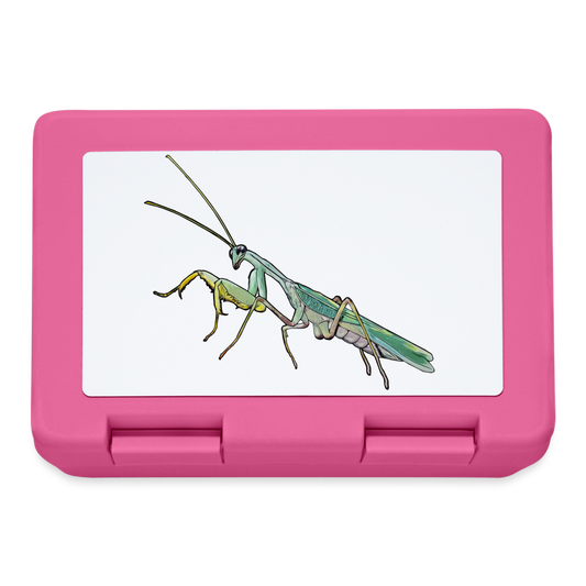 Lunchbox Sphodromantis lineola male - Pink