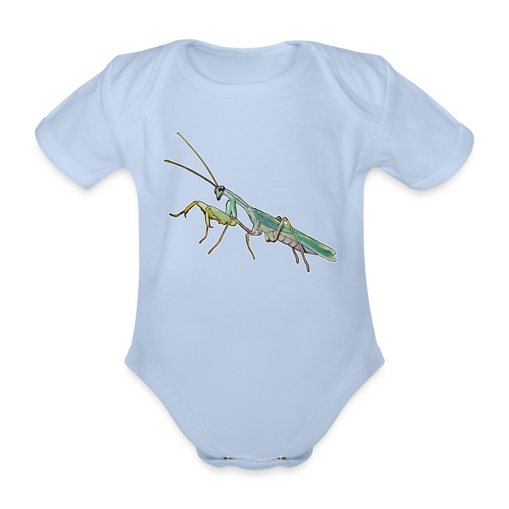 Baby Body kurz Sphodromantis lineola male - Sky