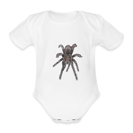 Baby Body kurz Pamphobeteus sp Machala juvenile - weiß