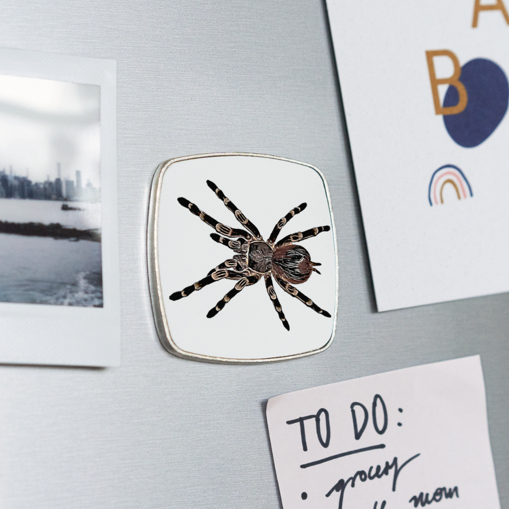 Kühlschrankmagnet eckig Acanthoscurria geniculata - weiß