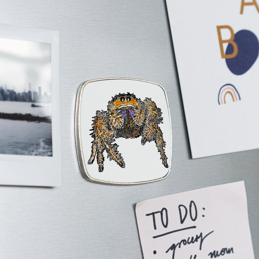 Kühlschrankmagnet eckig Phidippus regius Everglades female - weiß