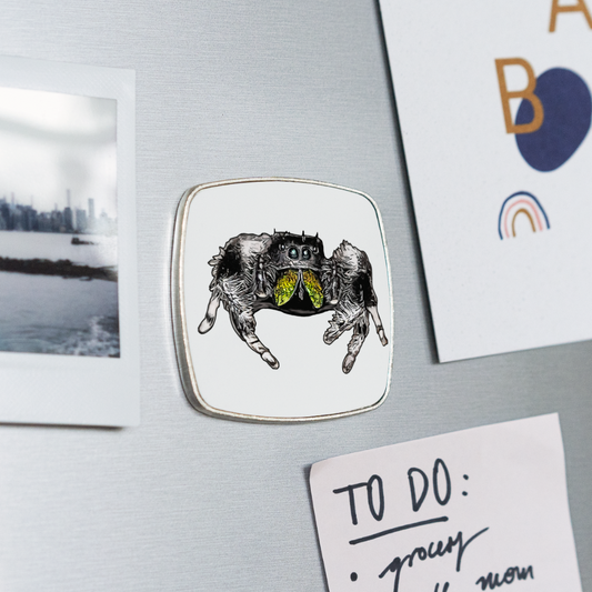 Kühlschrankmagnet eckig Phidippus regius Rastafari male - weiß