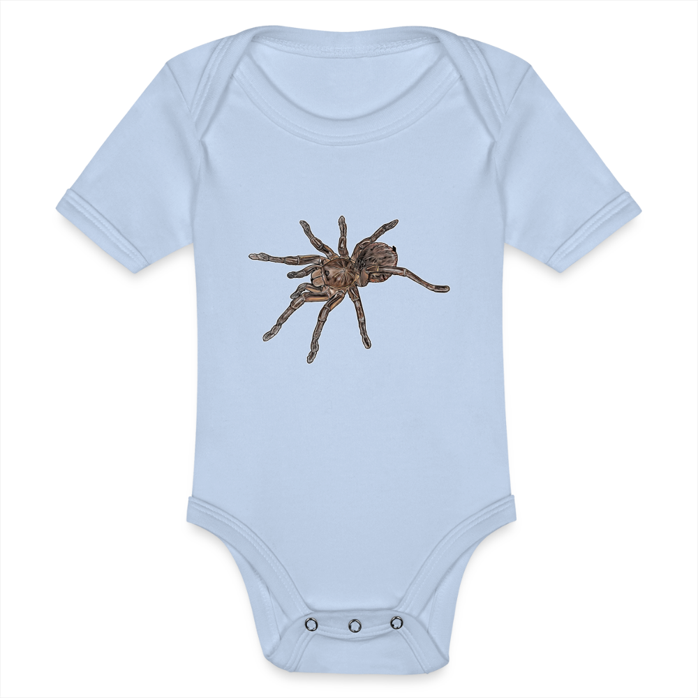 Baby Body kurz Theraphosa stirmi juvenile - Sky