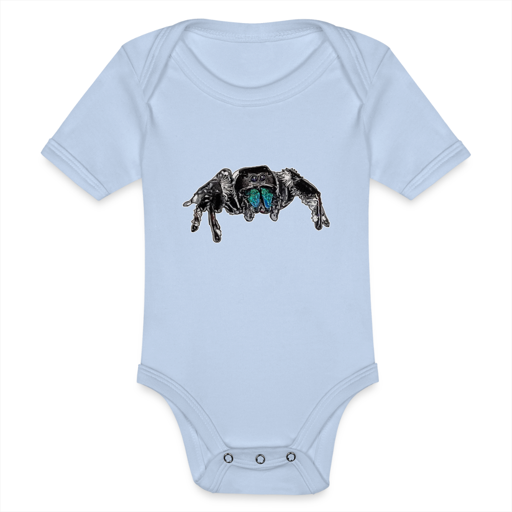 Baby Body kurz Phidippus regius Everglades male - Sky