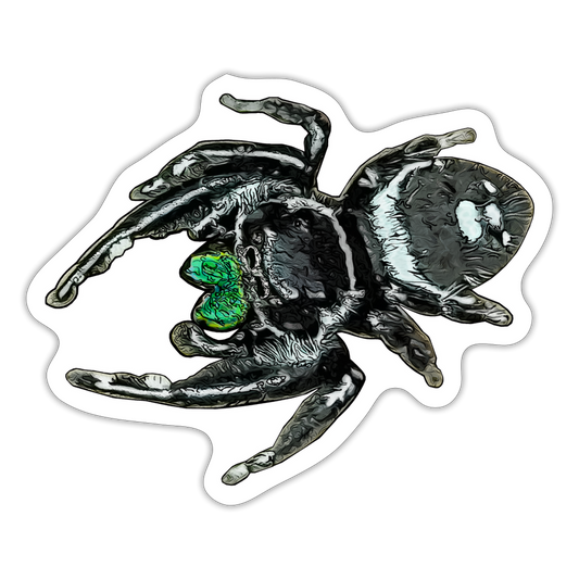Sticker Phidippus regius White Bahamas male - Mattweiß
