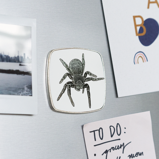 Kühlschrankmagnet eckig Eresus walckenaeri - weiß