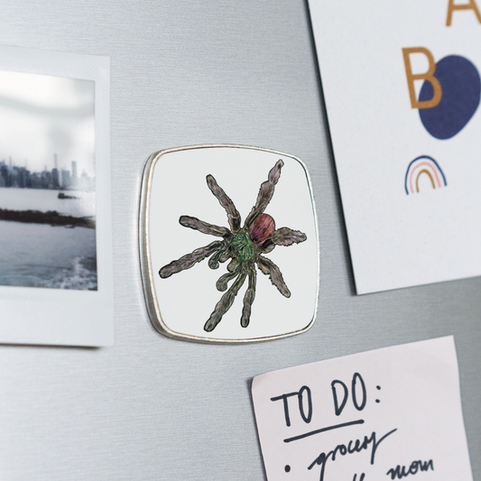 Kühlschrankmagnet eckig Caribena versicolor - weiß