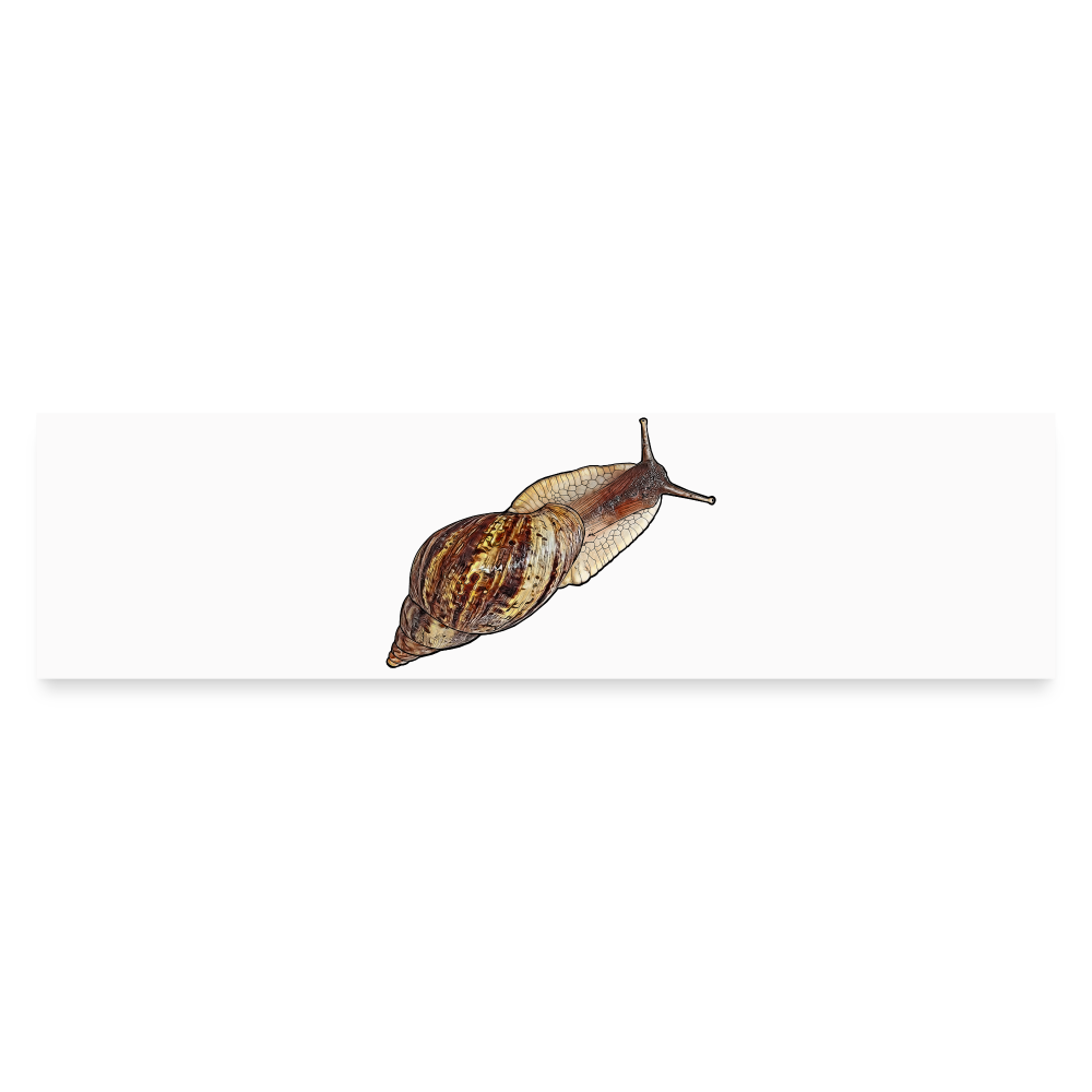 Auto-Aufkleber Achatina reticulata wildfarben - Mattweiß