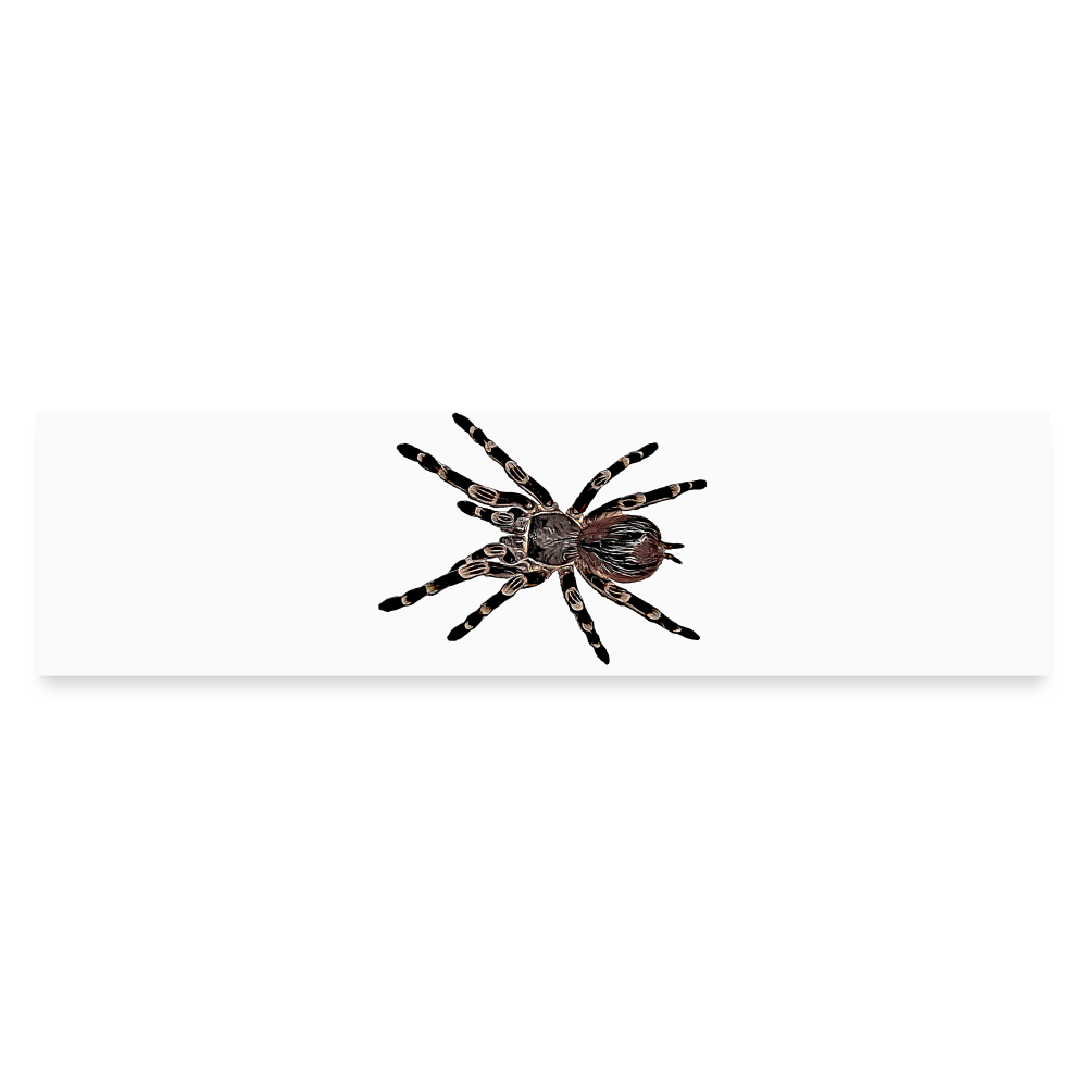 Auto-Aufkleber Acanthoscurria geniculata - Mattweiß