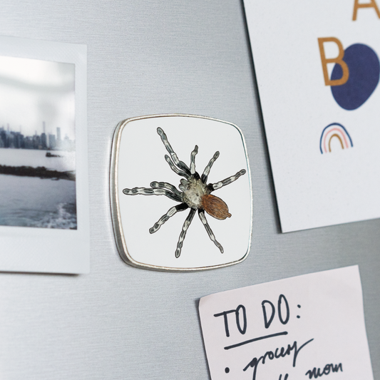 Kühlschrankmagnet eckig Nhandu chromatus - weiß