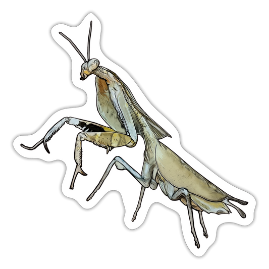 Sticker Deroplatys truncata female - Mattweiß