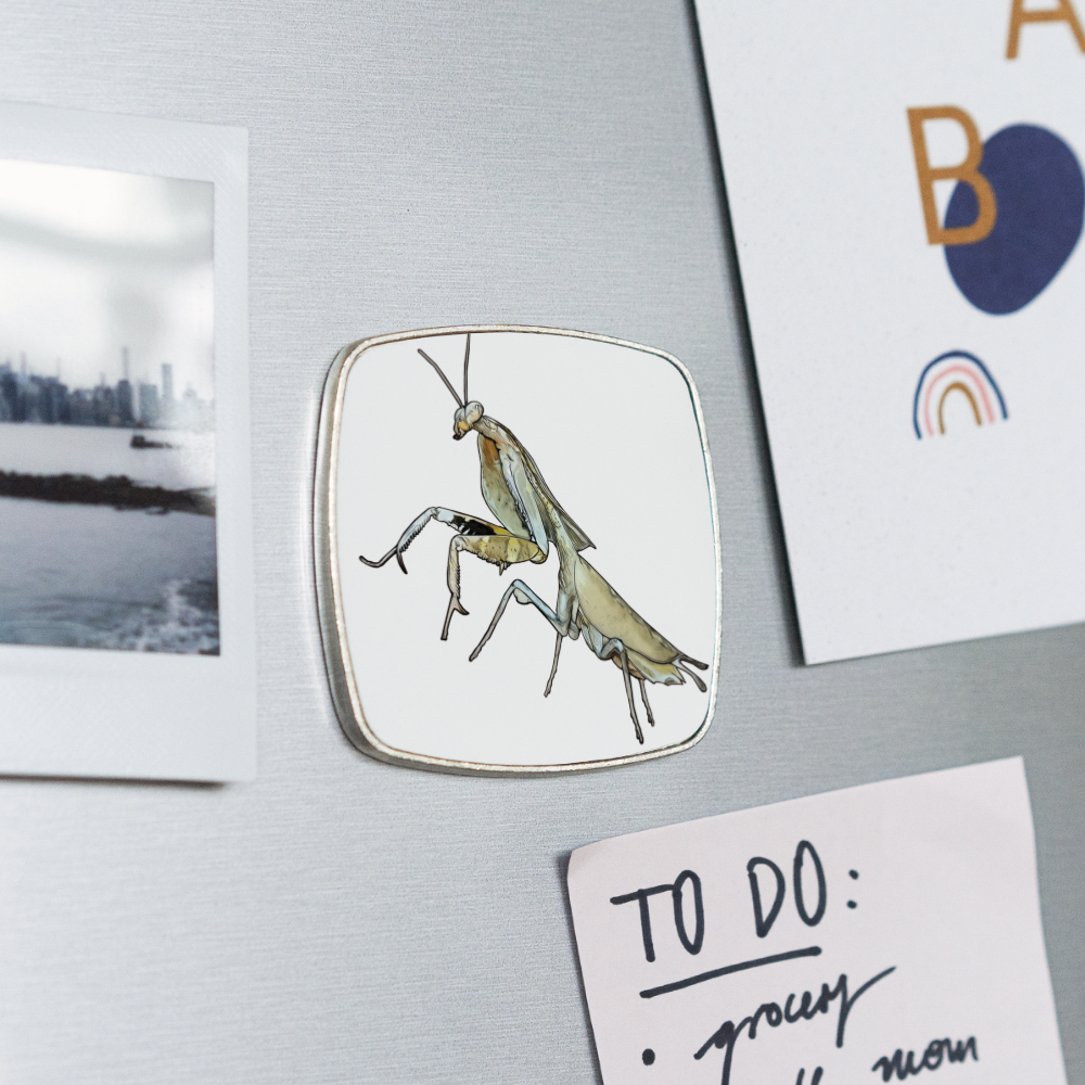 Kühlschrankmagnet eckig Deroplatys truncata female - weiß