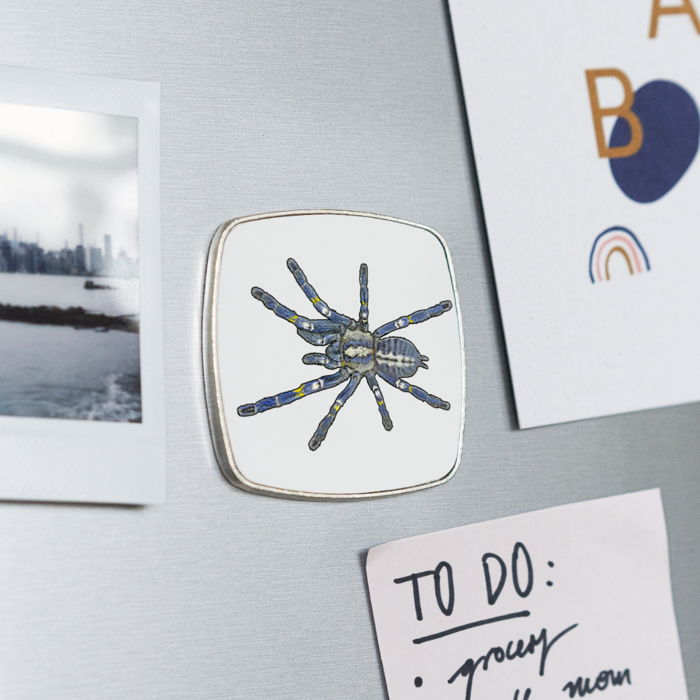 Kühlschrankmagnet eckig Poecilotheria metallica - weiß