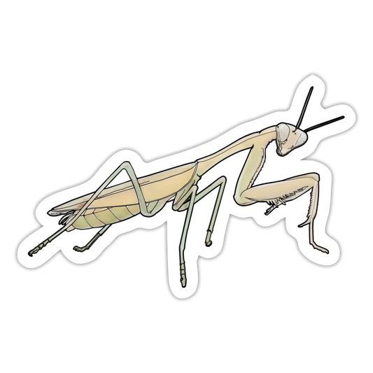 Sticker Hierodula membranacea female - Mattweiß