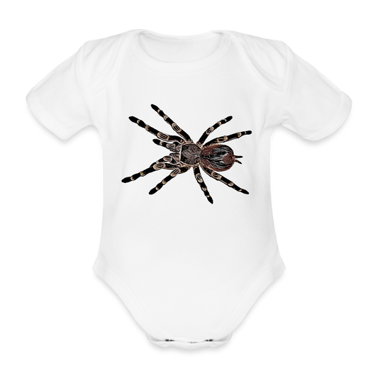 Baby Body kurz Acanthoscurria geniculata - white