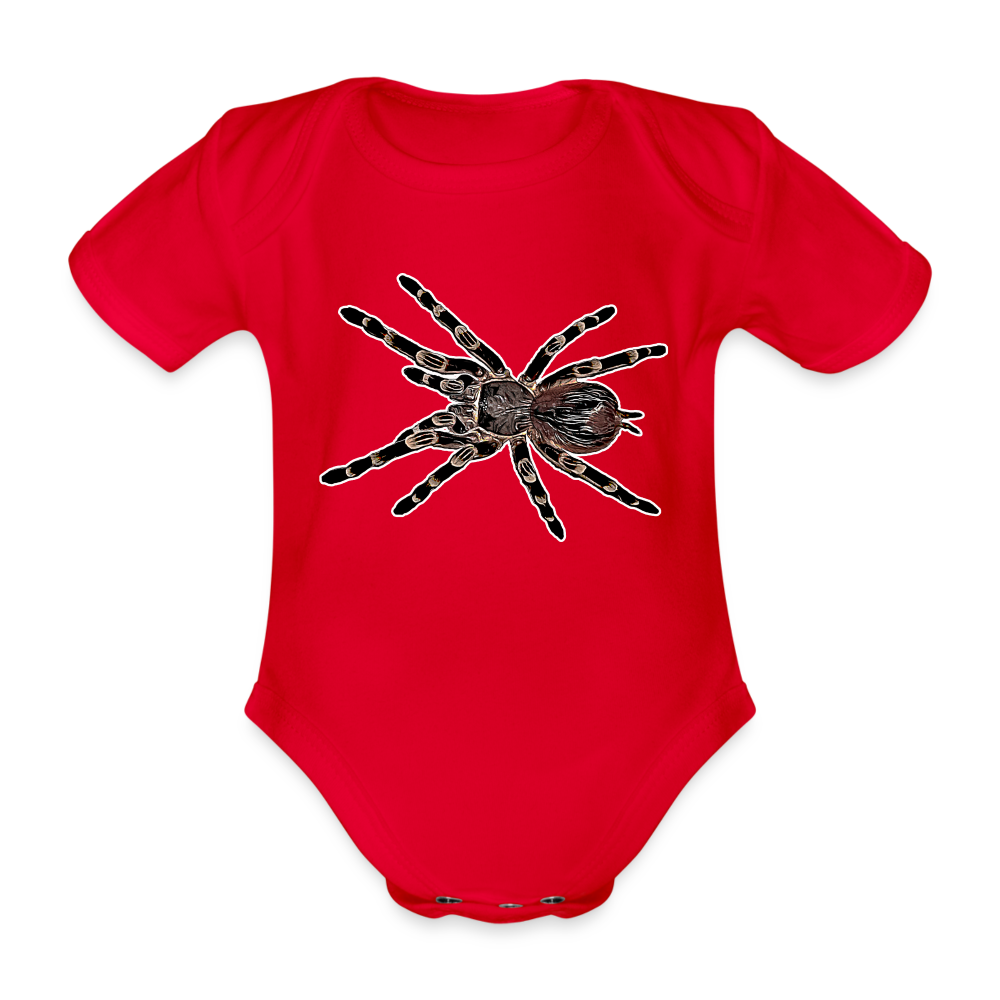 Baby Body kurz Acanthoscurria geniculata - red