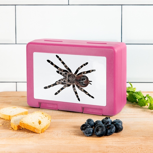 Lunchbox Acanthoscurria geniculata - pink