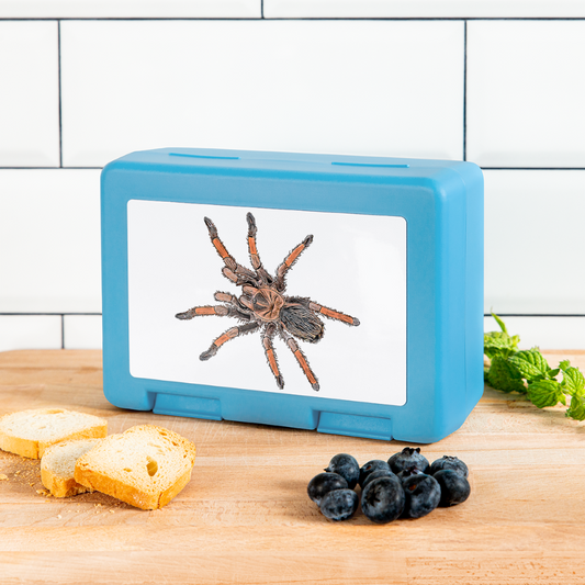 Lunchbox Brachypelma emilia - sapphire blue
