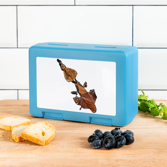 Lunchbox Phyllocrania paradoxa female - sapphire blue