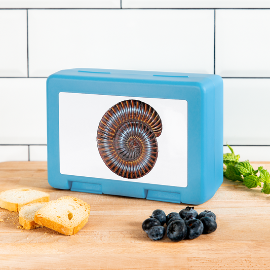 Lunchbox Archispirostreptus gigas - sapphire blue