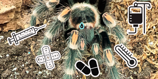 Vogelspinne Brachypelma auratum mit medizinischen Symbolen