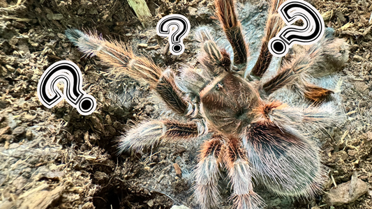 Grammostola rosea mit Fragezeichen