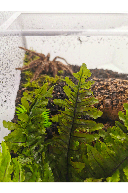 Nahaufnahme eines Terrarium mit Vogelspinne in der Ecke