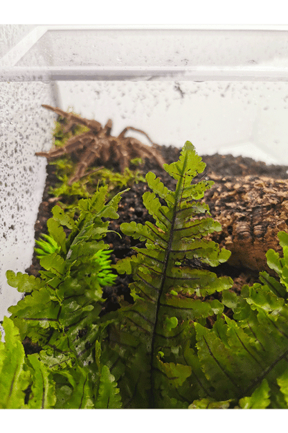 Nahaufnahme eines Terrarium mit Vogelspinne in der Ecke