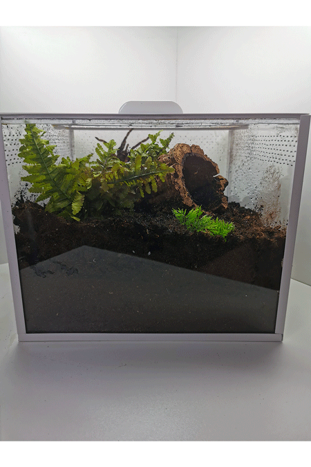 Ein eingerichtetes Terrarium für Bodenbewohner mit einer mittelgroßen Vogelspinne 