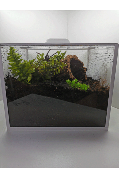 Ein eingerichtetes Terrarium für Bodenbewohner mit einer mittelgroßen Vogelspinne 