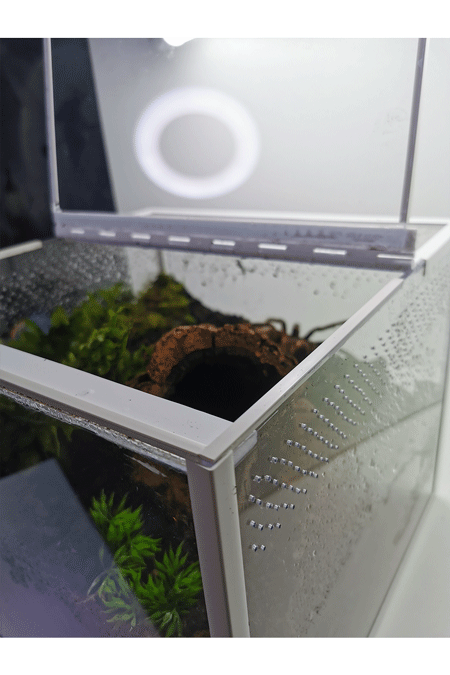 Vogelspinnen Terrarium mit Einrichtung und offenem Deckel