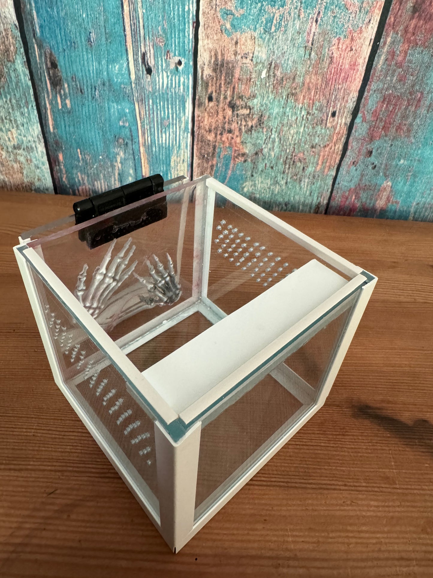 Terrarium für Springspinnen 