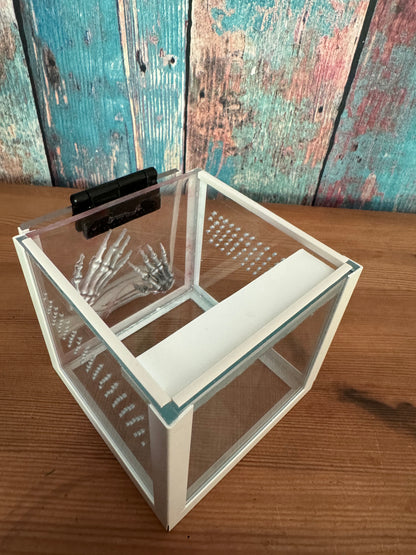 Terrarium für Springspinnen 