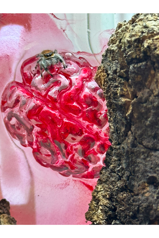 Springspinne in Terrarium mit blutigem Gehirn aus Epoxidharz