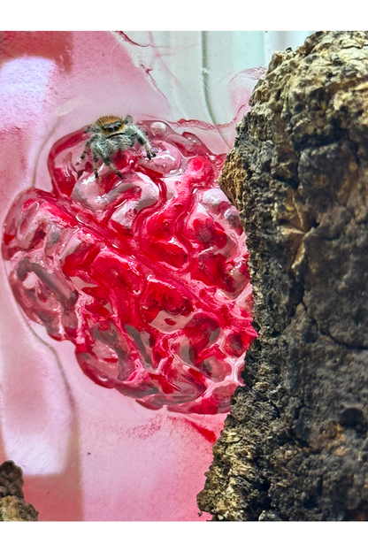 Springspinne in Terrarium mit blutigem Gehirn aus Epoxidharz