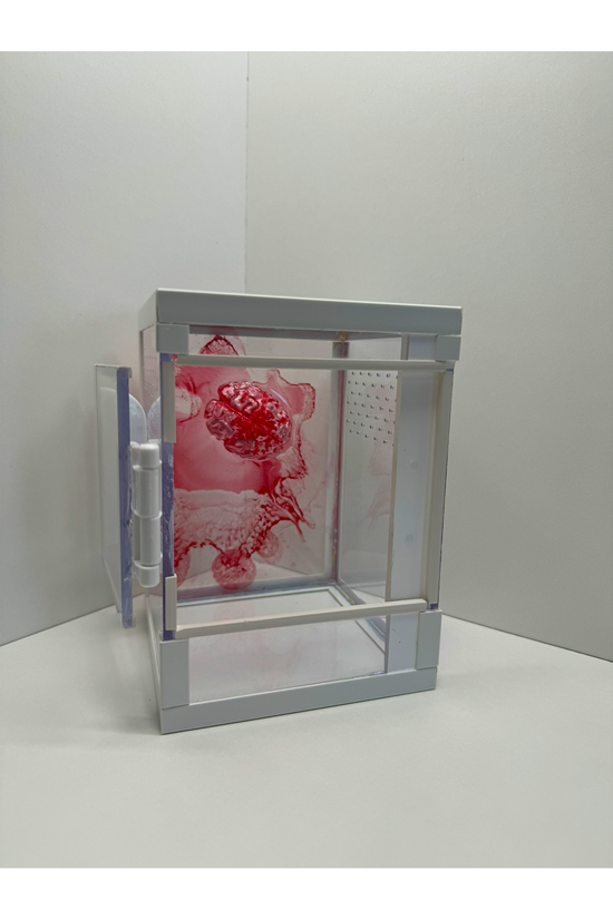 Springspinnen Terrarium mit blutigem Gehirn aus Epoxidharz