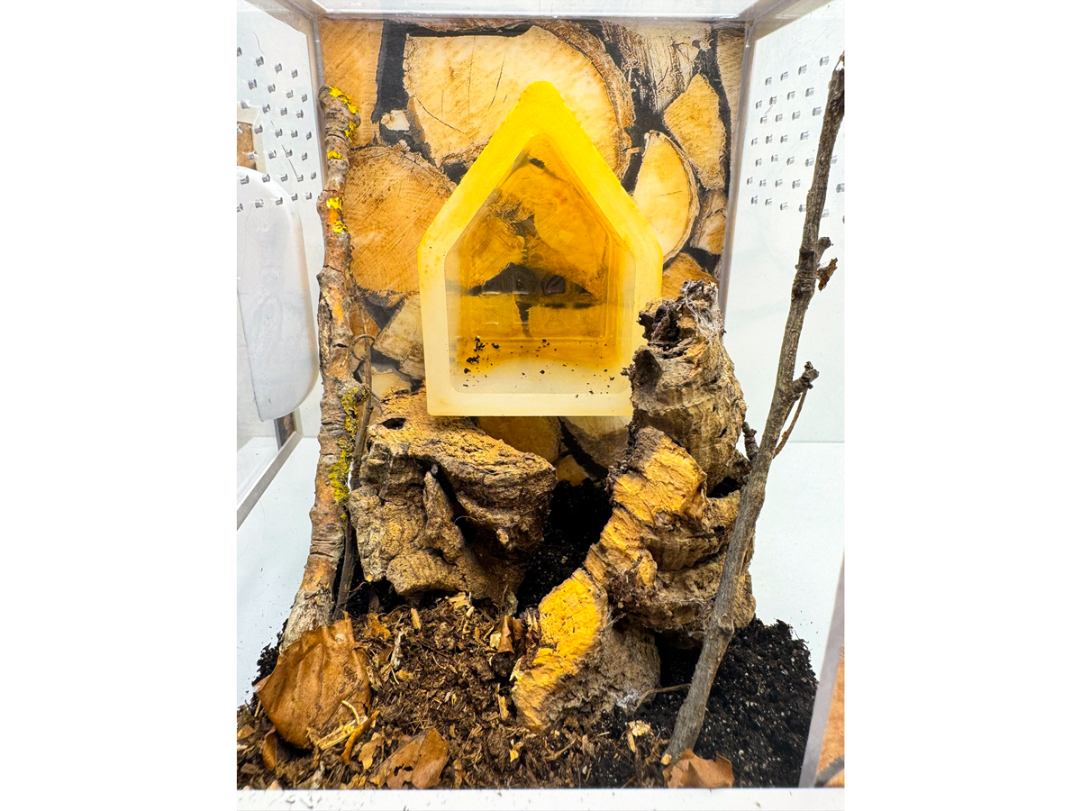 Eingerichtetes Acrylglasterrarium als Einrichtungsbeispiel für ein Happy Spiderling Hochterrarium für Springspinnen