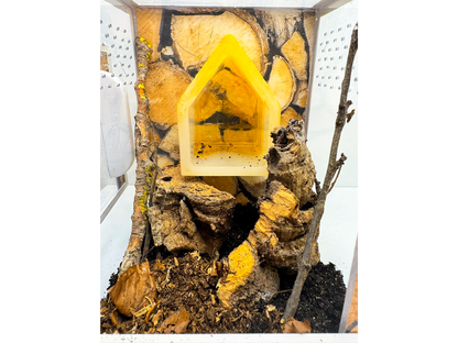 Eingerichtetes Acrylglasterrarium als Einrichtungsbeispiel für ein Happy Spiderling Hochterrarium für Springspinnen
