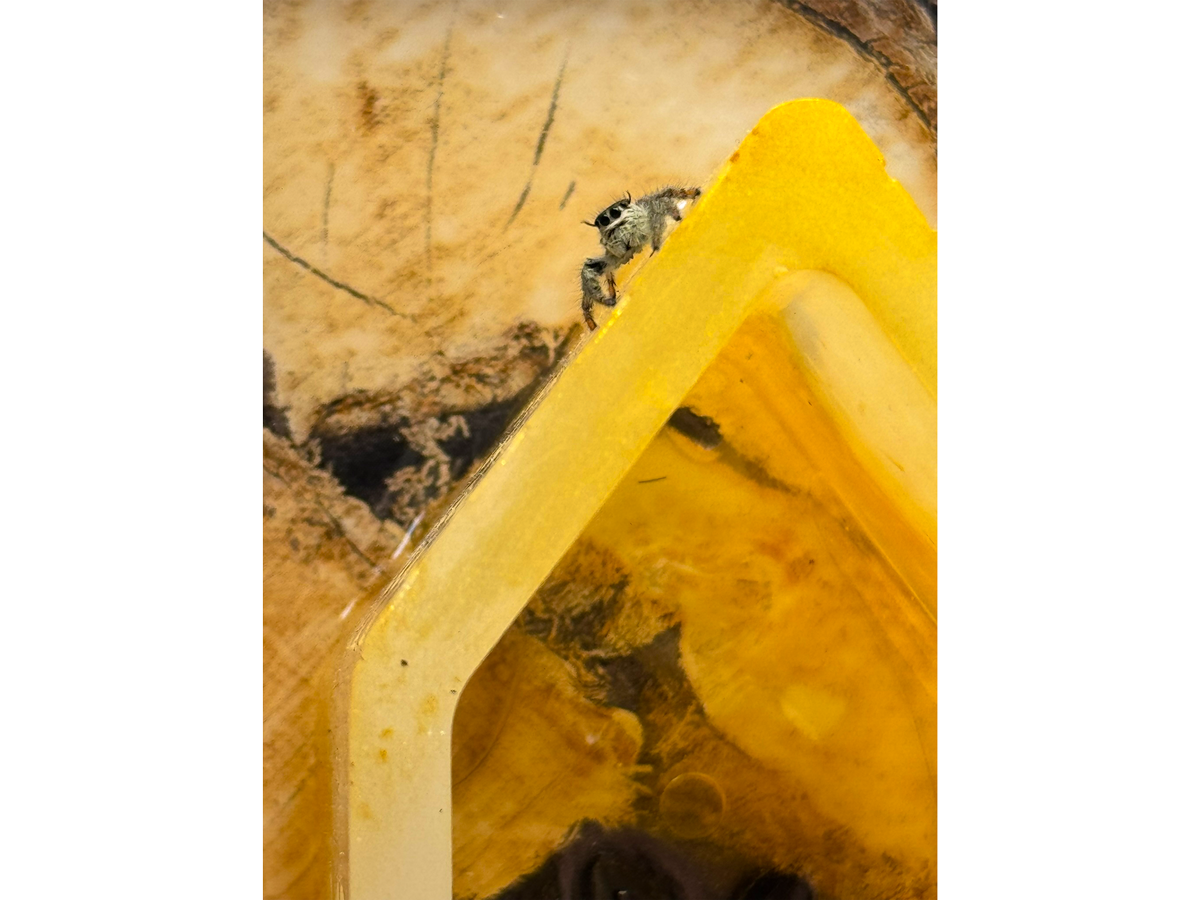 Hyllus diardi Springspinne sitzt in einem Happy Spiderling Acrylglasterrarium auf einem dekorativen Häuschen aus Epoxidharz
