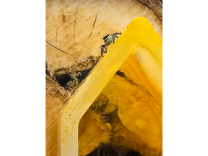 Hyllus diardi Springspinne sitzt in einem Happy Spiderling Acrylglasterrarium auf einem dekorativen Häuschen aus Epoxidharz