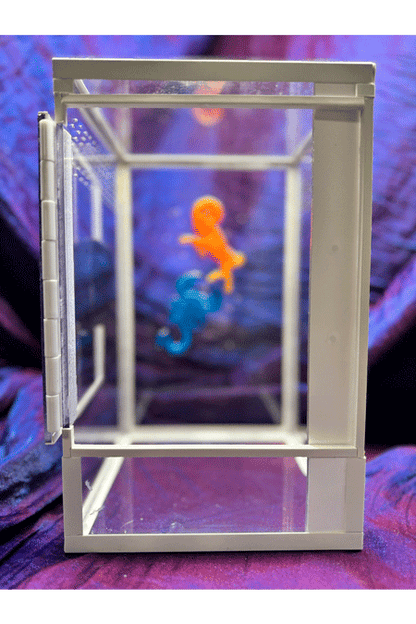 Terrarium fuer Springspinnen mit Sternzeichen in der Rueckwand und verschwommener Sicht