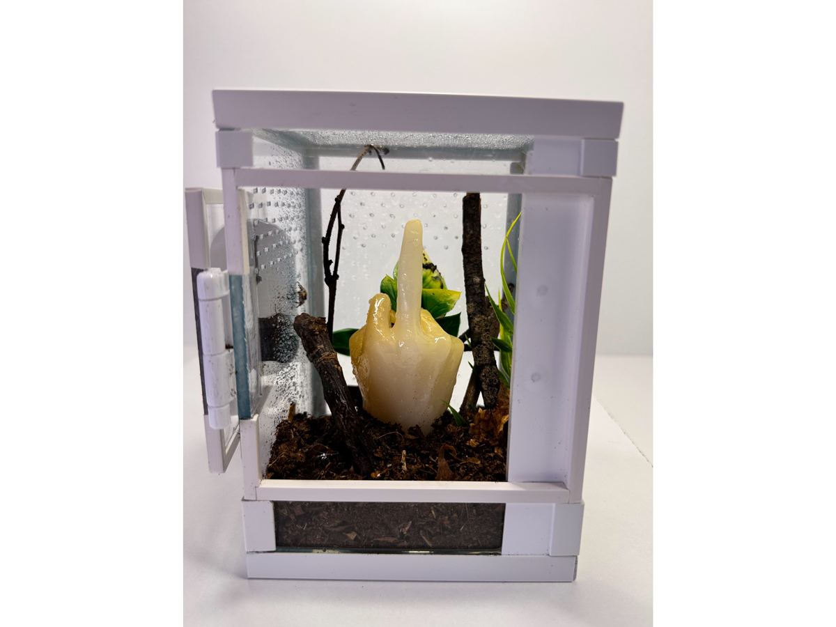 Eingerichtetes Hochterrarium für Baumbewohner mit kleiner Springspinne