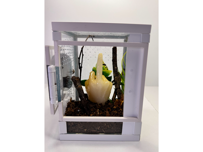 Eingerichtetes Hochterrarium für Baumbewohner mit kleiner Springspinne