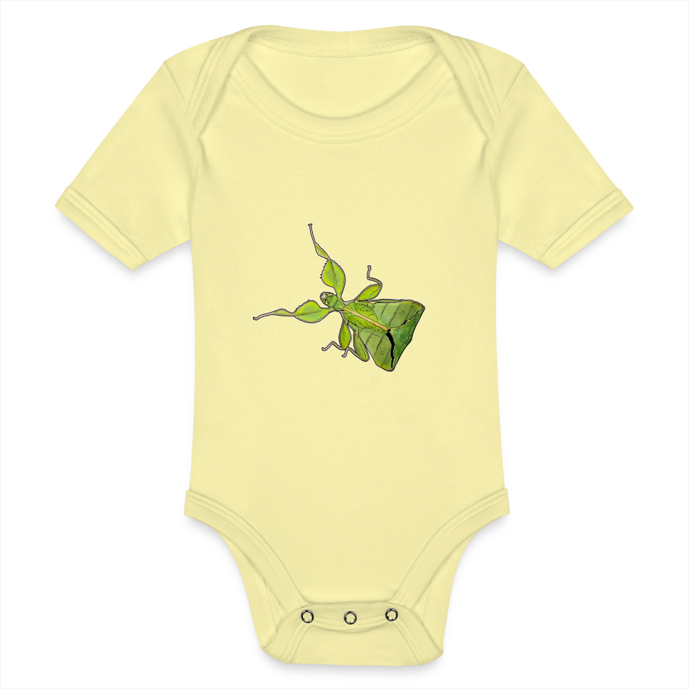 Baby Body kurz Phyllium philippinicum female - Hellgelb